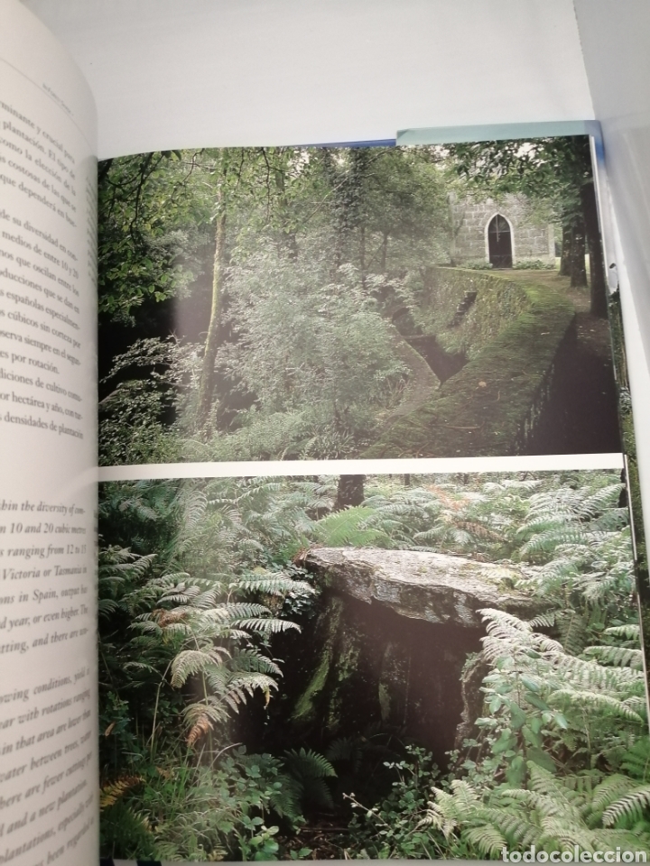 Libros de segunda mano: A la Sombra del Bosque / In Forest Shade (Primera edici&oacute;n) - Foto 5