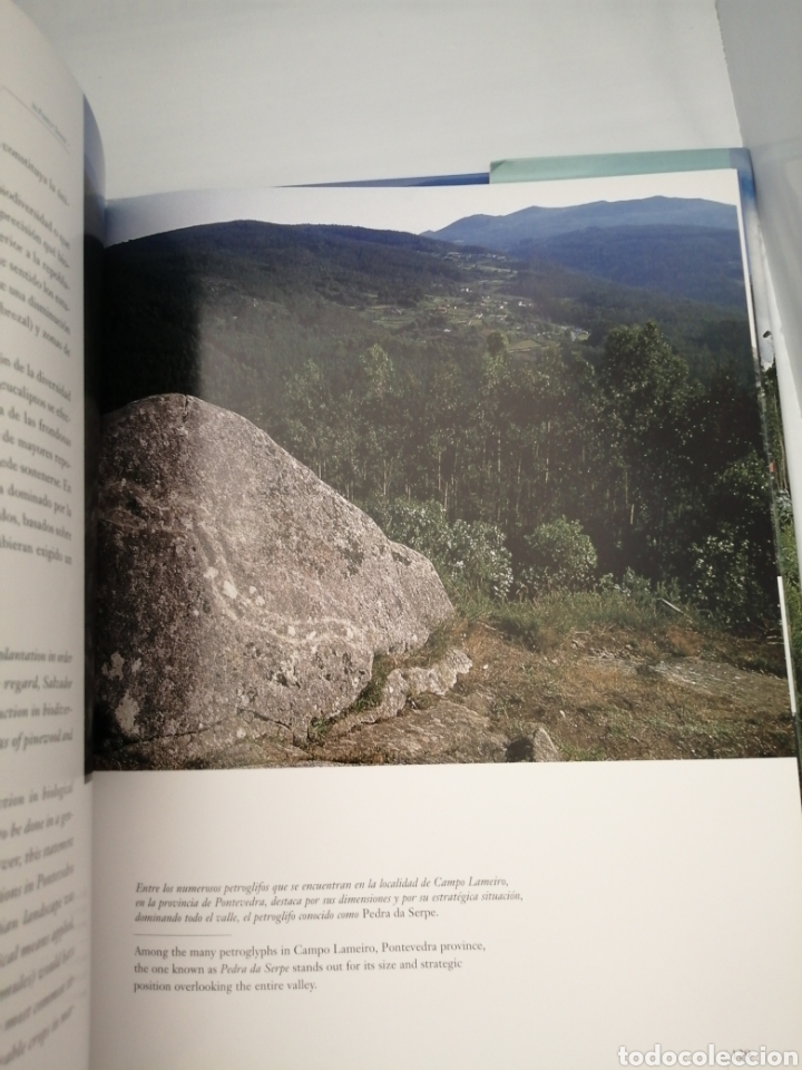 Libros de segunda mano: A la Sombra del Bosque / In Forest Shade (Primera edici&oacute;n) - Foto 6