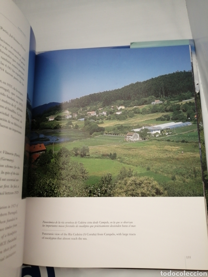 Libros de segunda mano: A la Sombra del Bosque / In Forest Shade (Primera edici&oacute;n) - Foto 7