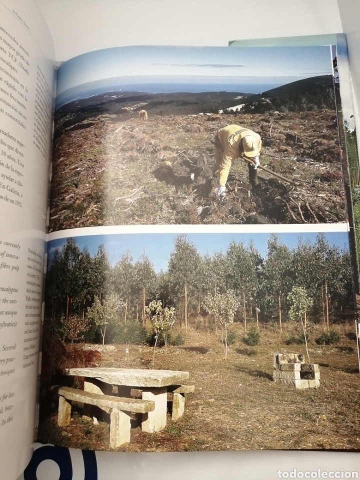 Libros de segunda mano: A la Sombra del Bosque / In Forest Shade (Primera edici&oacute;n) - Foto 8