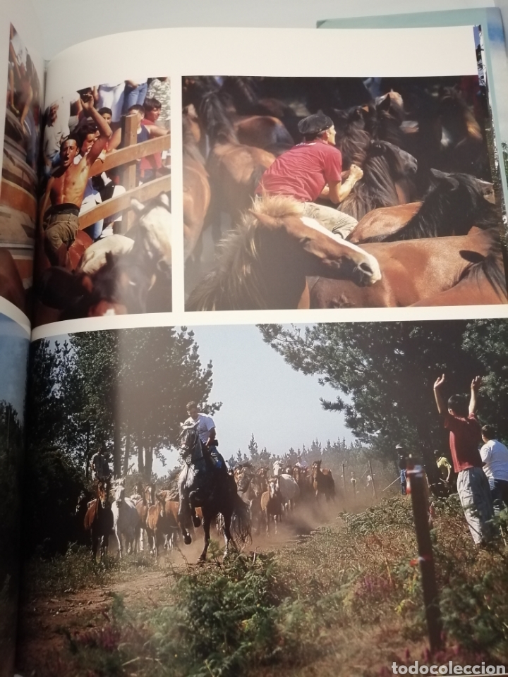 Libros de segunda mano: A la Sombra del Bosque / In Forest Shade (Primera edici&oacute;n) - Foto 9