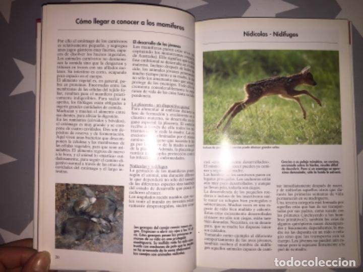 Libros de segunda mano: Mam&iacute;feros. Helga Hofmann - Foto 2