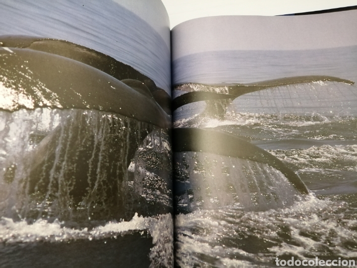 Libros de segunda mano: El Universo de Jacques Cousteau: Ballenas I y II - Foto 4
