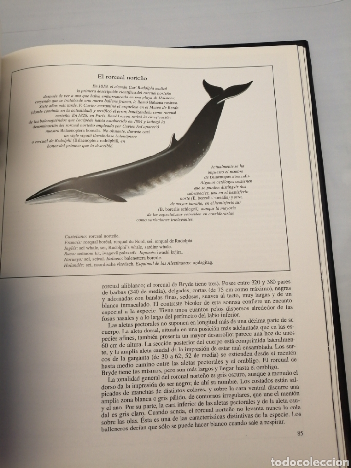 Libros de segunda mano: El Universo de Jacques Cousteau: Ballenas I y II - Foto 5