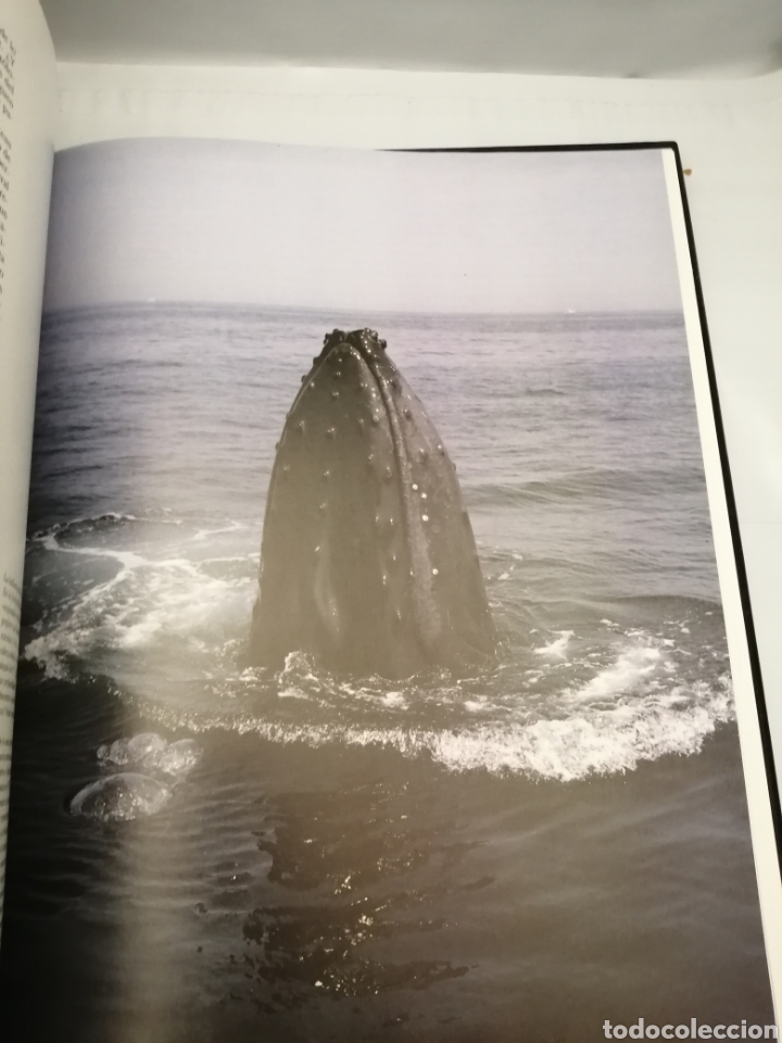 Libros de segunda mano: El Universo de Jacques Cousteau: Ballenas I y II - Foto 8