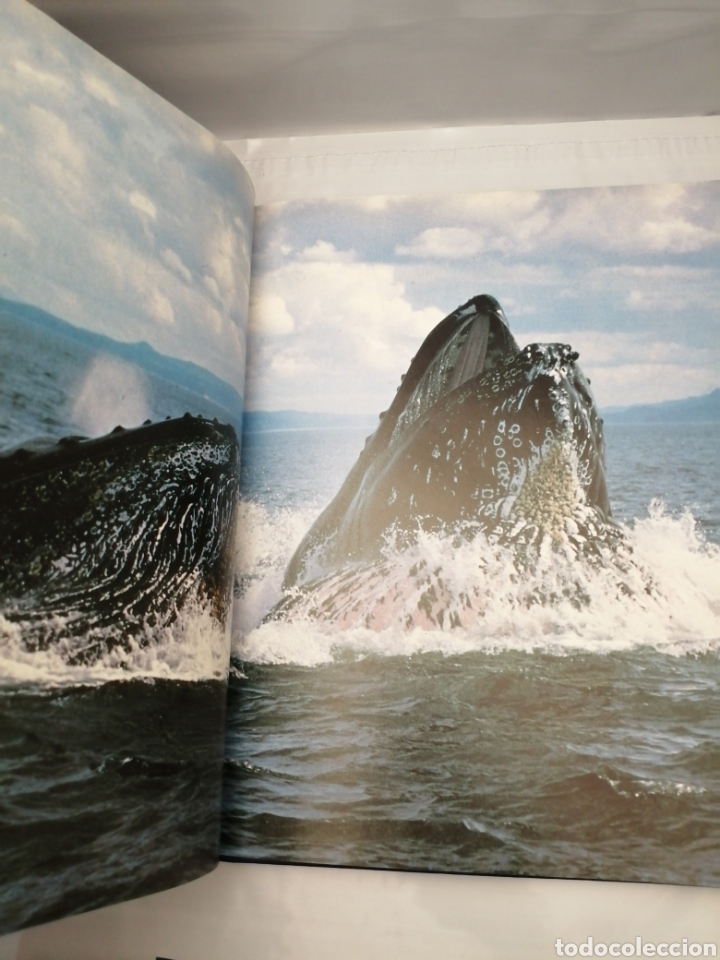 Libros de segunda mano: El Universo de Jacques Cousteau: Ballenas I y II - Foto 10