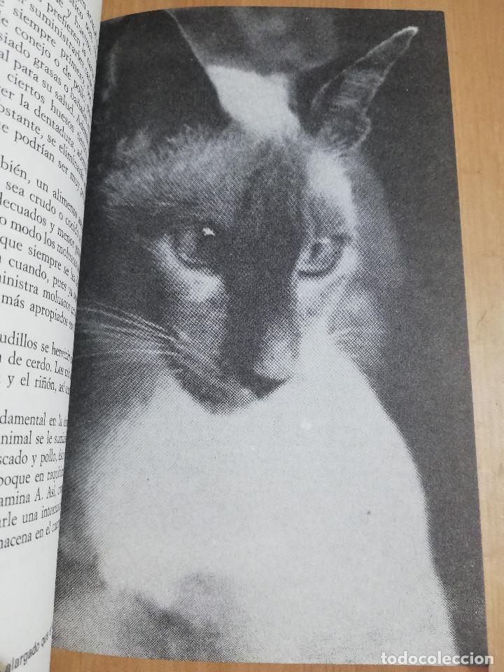 Libros de segunda mano: EL GATO SIAM&Eacute;S (RICARDO CASTILLO) - Foto 7