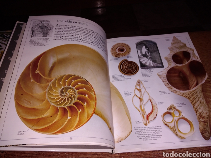 Libros de segunda mano: Moluscos y crust&aacute;ceos la biblioteca visual altea - Foto 4