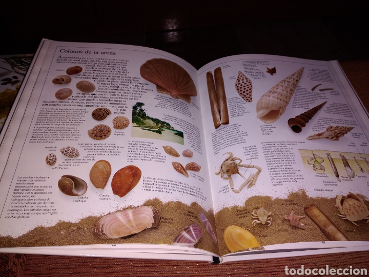 Libros de segunda mano: Moluscos y crust&aacute;ceos la biblioteca visual altea - Foto 5