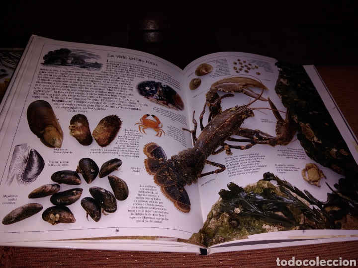 Libros de segunda mano: Moluscos y crust&aacute;ceos la biblioteca visual altea - Foto 6