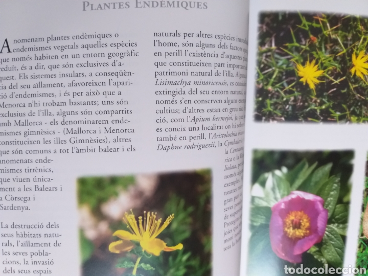 Libros de segunda mano: Les flors de Menorca Miguel Cao Barredo .. Baleares - Foto 9