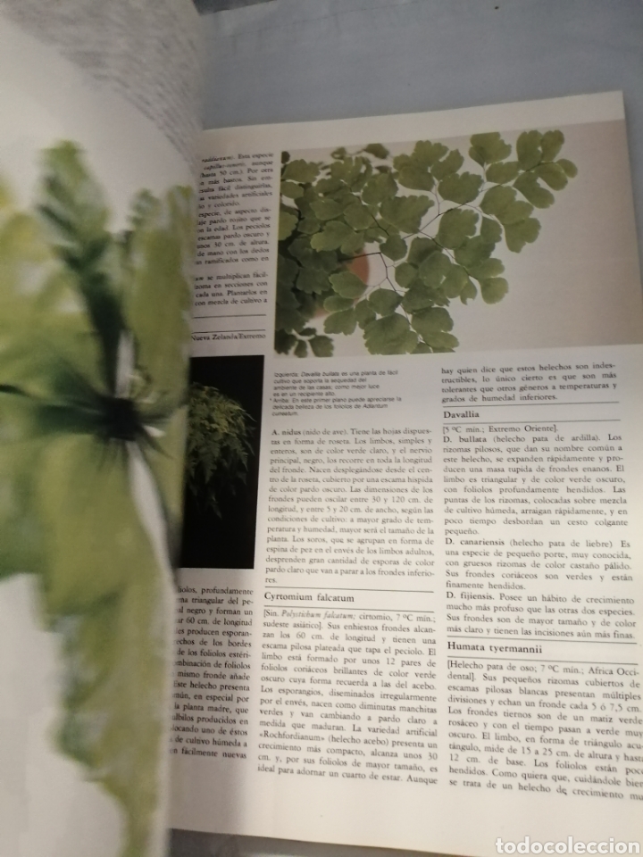 Libros de segunda mano: EL LIBRO DE ORO DEL JARD&Iacute;N Y LAS PLANTAS DE INTERIOR - Foto 5