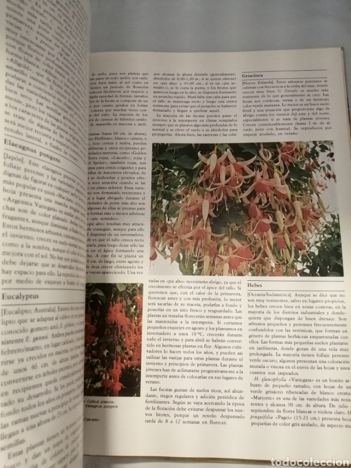 Libros de segunda mano: EL LIBRO DE ORO DEL JARD&Iacute;N Y LAS PLANTAS DE INTERIOR - Foto 9