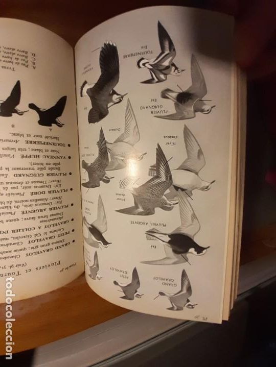 Libros de segunda mano: Guide des oiseaux dEurope - Foto 2