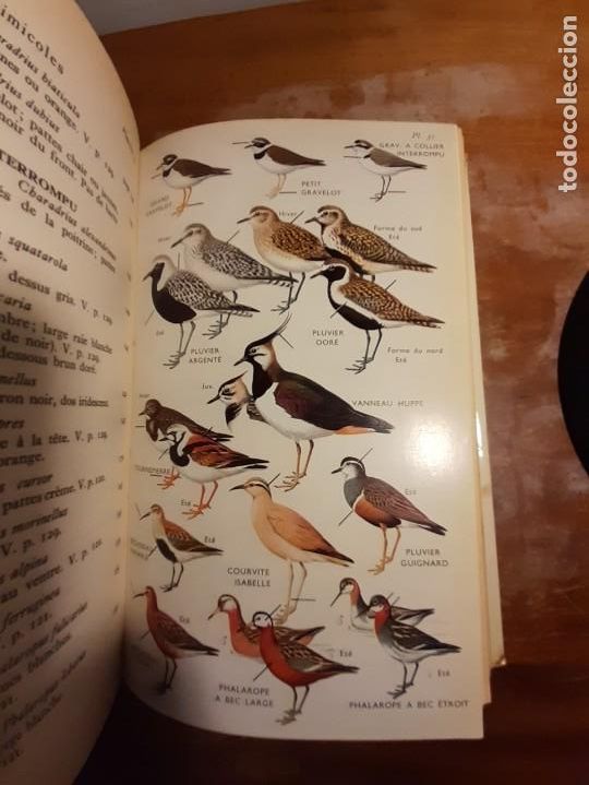 Libros de segunda mano: Guide des oiseaux dEurope - Foto 4