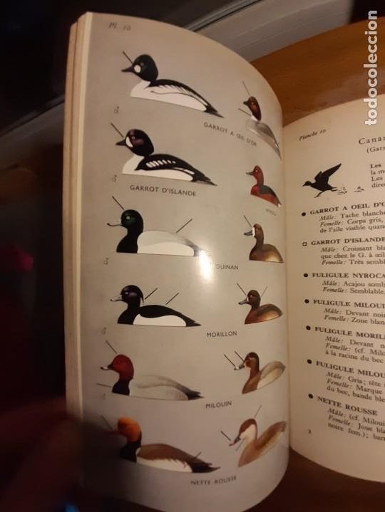 Libros de segunda mano: Guide des oiseaux dEurope - Foto 5