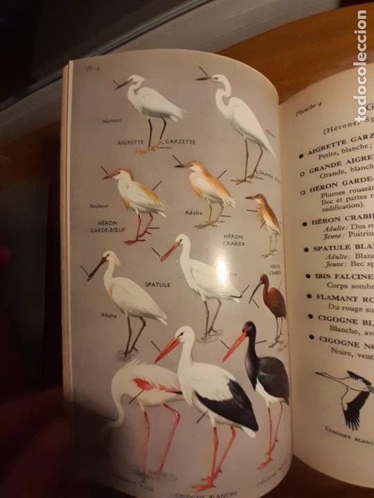 Libros de segunda mano: Guide des oiseaux dEurope - Foto 7