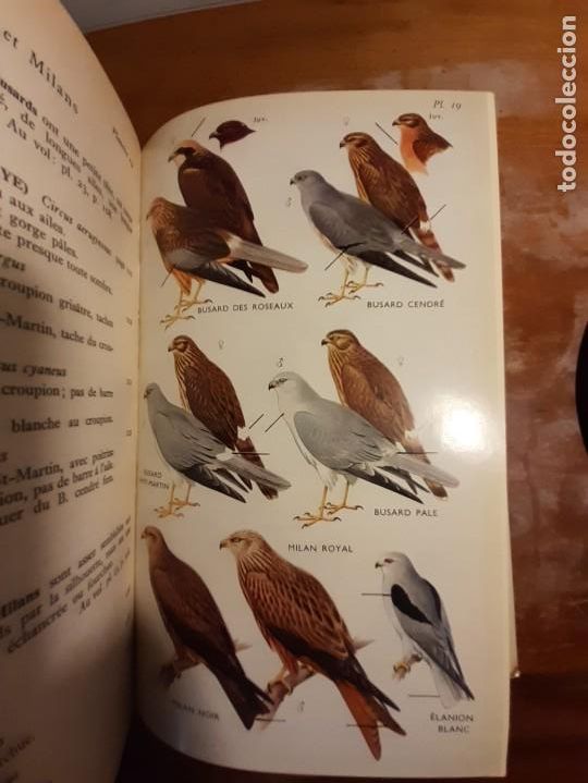 Libros de segunda mano: Guide des oiseaux dEurope - Foto 9