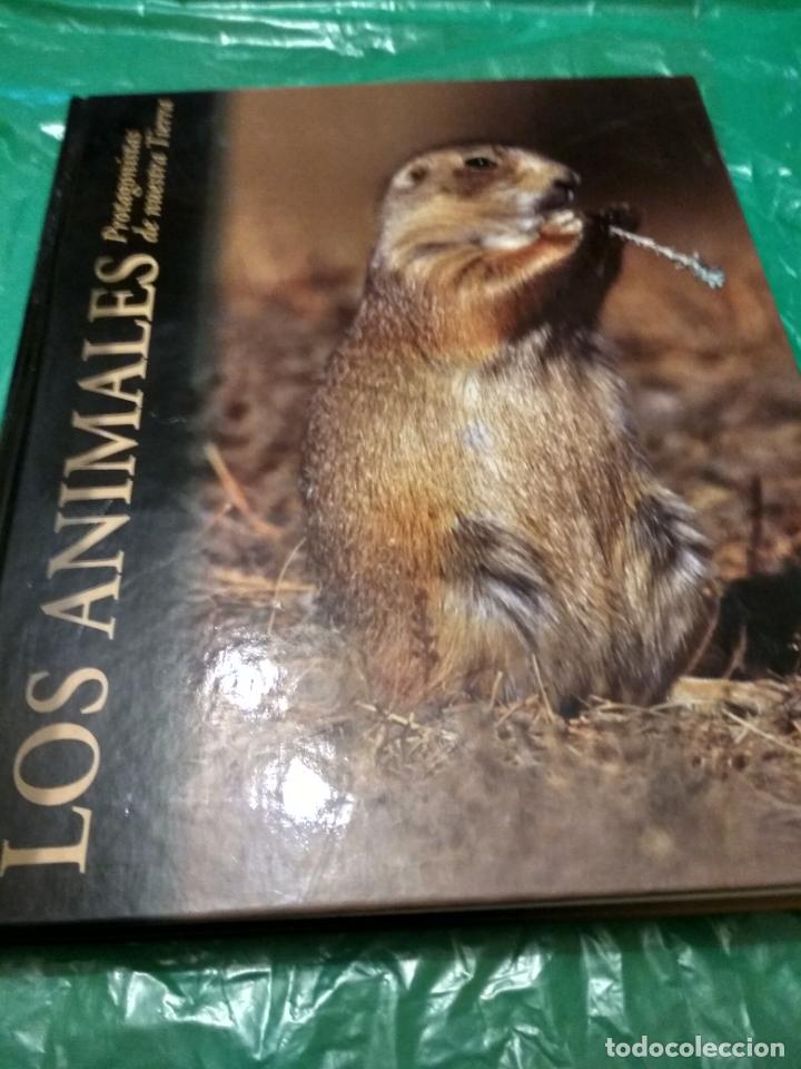 Libros de segunda mano: Los animales - Foto 1