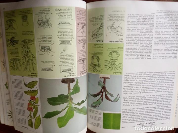 Libros de segunda mano: EL CUIDADO DE LAS PLANTAS DE INTERIOR, GUIA PRACTICA - EDITORIAL BLUME 1982. - Foto 3