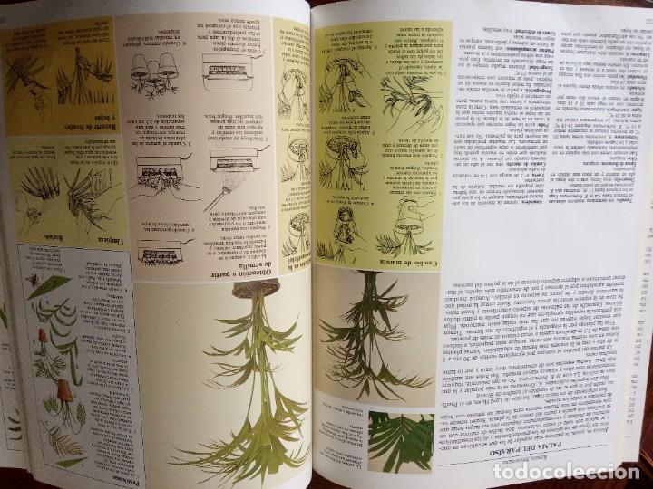 Libros de segunda mano: EL CUIDADO DE LAS PLANTAS DE INTERIOR, GUIA PRACTICA - EDITORIAL BLUME 1982. - Foto 4