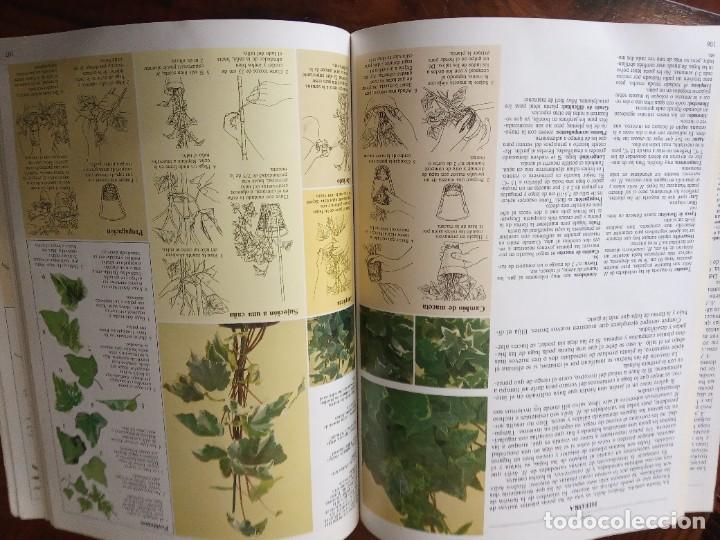 Libros de segunda mano: EL CUIDADO DE LAS PLANTAS DE INTERIOR, GUIA PRACTICA - EDITORIAL BLUME 1982. - Foto 5