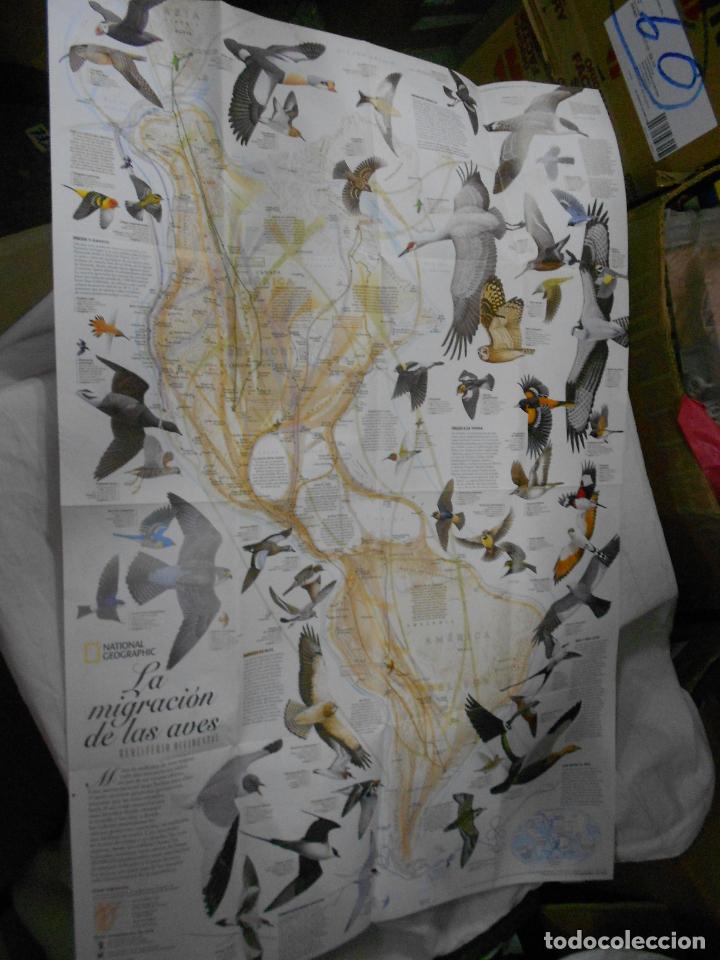 Libros de segunda mano: ESPECTACULAR POSTER LA MIGRACION DE LAS AVES - Foto 2