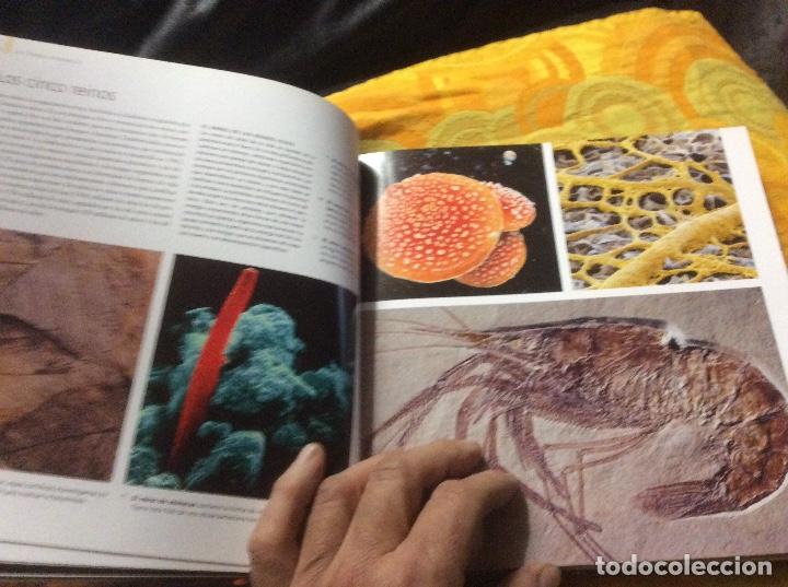Libros de segunda mano: COENRAADS Robert R. - ROCAS Y FOSILES. Biblioteca visual - Foto 5