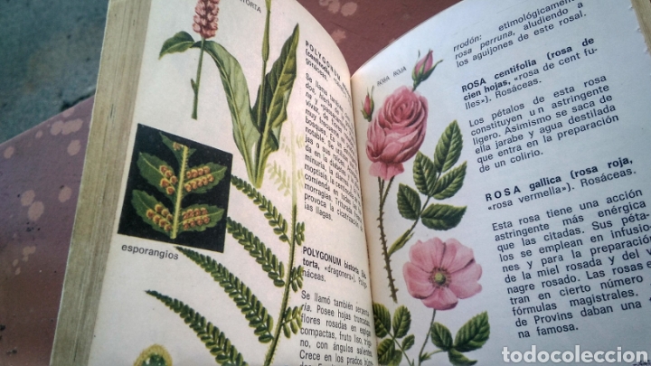 Libros de segunda mano: Plantas medicinales , daimon 1966 - Foto 4