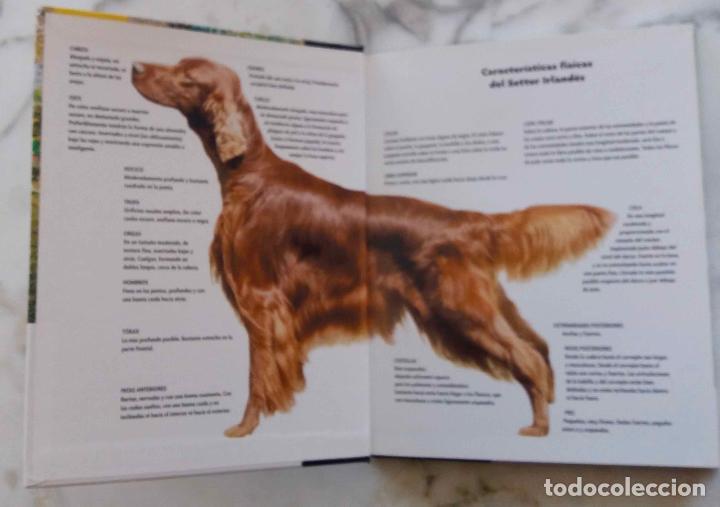 Libros de segunda mano: EL SETTER IRLAND&Eacute;S, M WILLIAMS. LIBRO EDITORIAL HISPANO EUROPEA - Foto 2