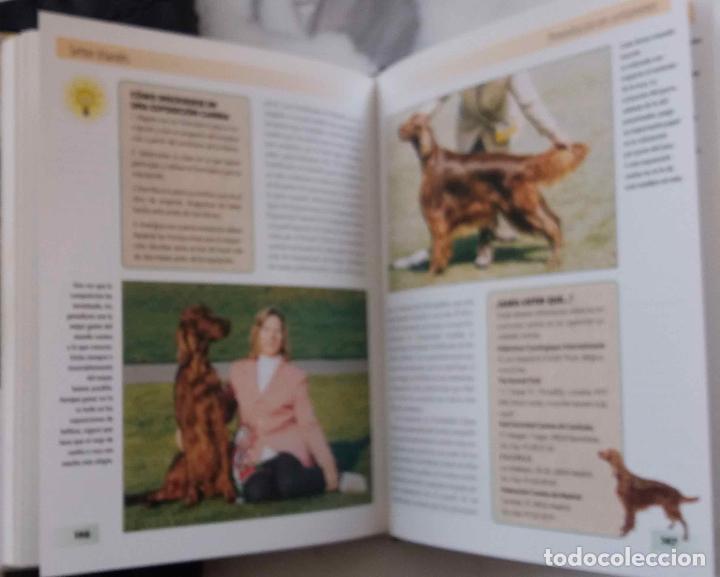 Libros de segunda mano: EL SETTER IRLAND&Eacute;S, M WILLIAMS. LIBRO EDITORIAL HISPANO EUROPEA - Foto 3