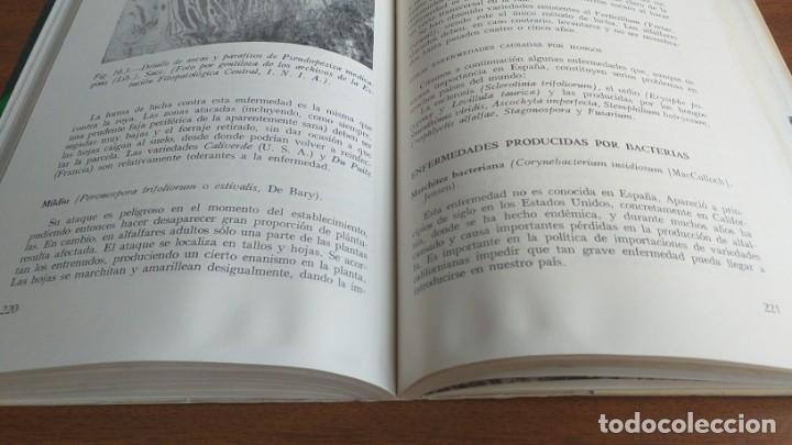 Libros de segunda mano: La alfalfa --- Manuel del Pozo - Foto 11