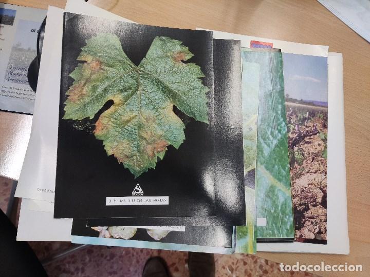 Libros de segunda mano: fitopatolog&iacute;a de la vi&ntilde;a . folletos.Ediciones sandoz. - Foto 5