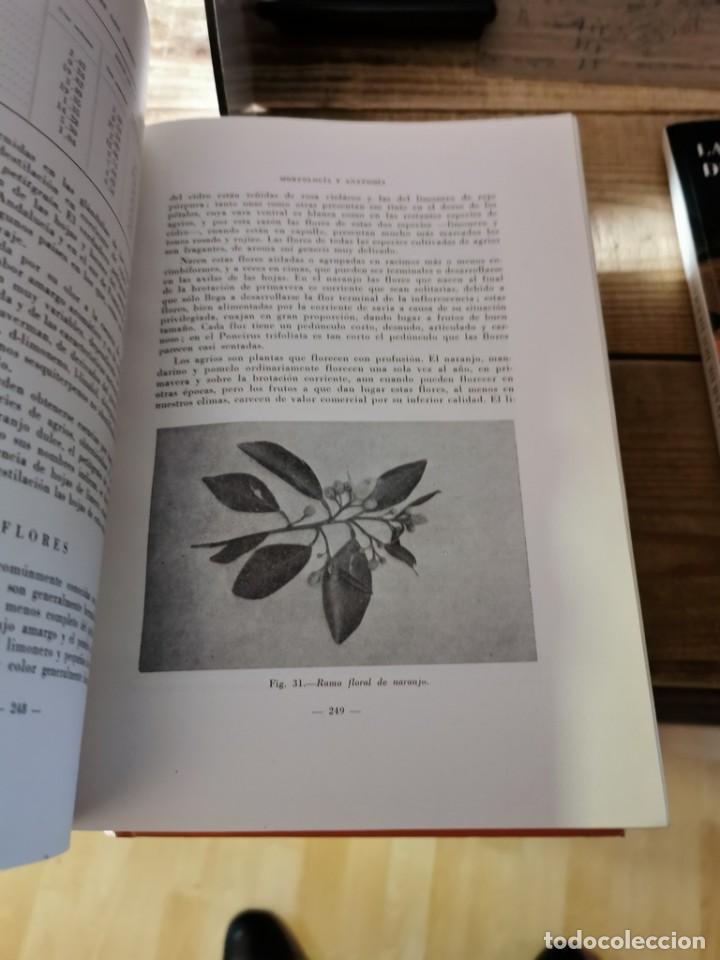 Libros de segunda mano: EL CULTIVO DE LOS AGRIOS. E. GONZ&Aacute;LEZ - SICILIA - Foto 2