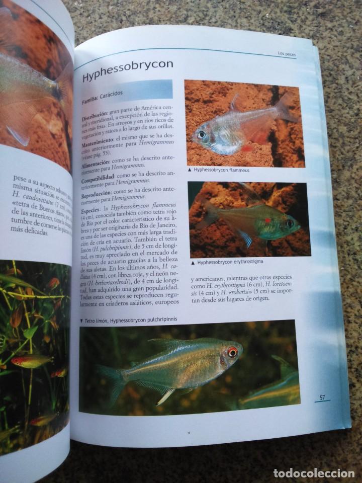 Libros de segunda mano: LOS PECES TROPICALES DE AGUA DULCE -- EDITORIAL DE VECCHI 2002 -- - Foto 2