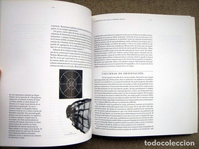 Libros de segunda mano: Ojo, cerebro y visi&oacute;n, de David H. Hubel - Foto 3