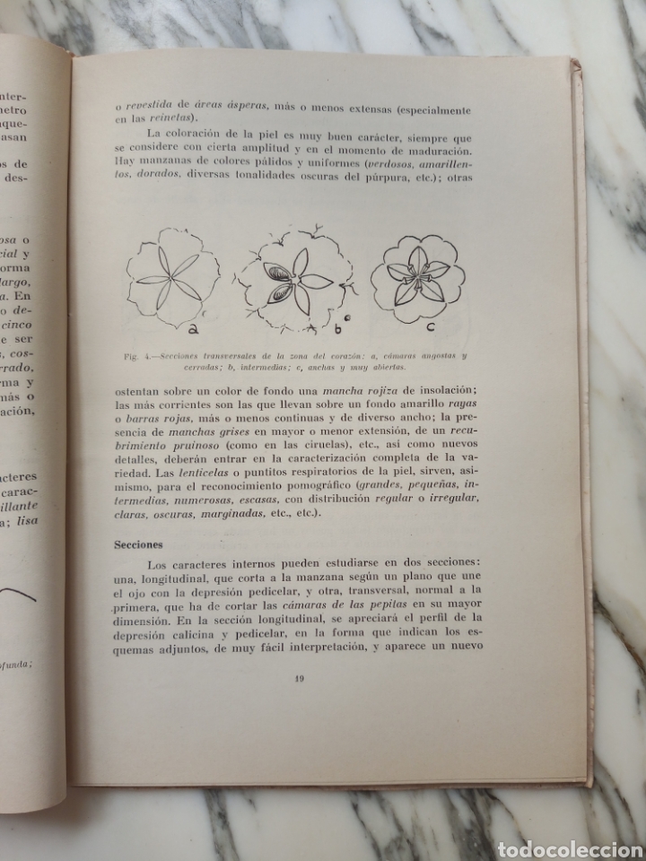 Libros de segunda mano: EL MANZANO EN SANTANDER - EMILIO GUINEA - 1954 - Foto 4