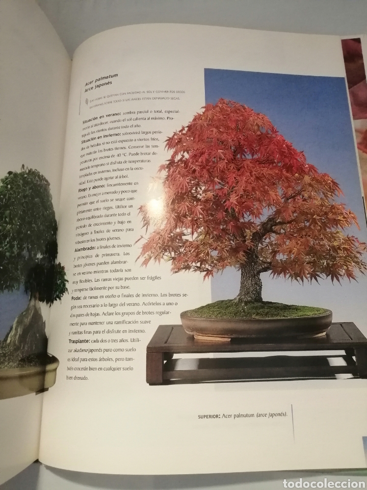 Libros de segunda mano: Manual del Bons&aacute;i... - Foto 9