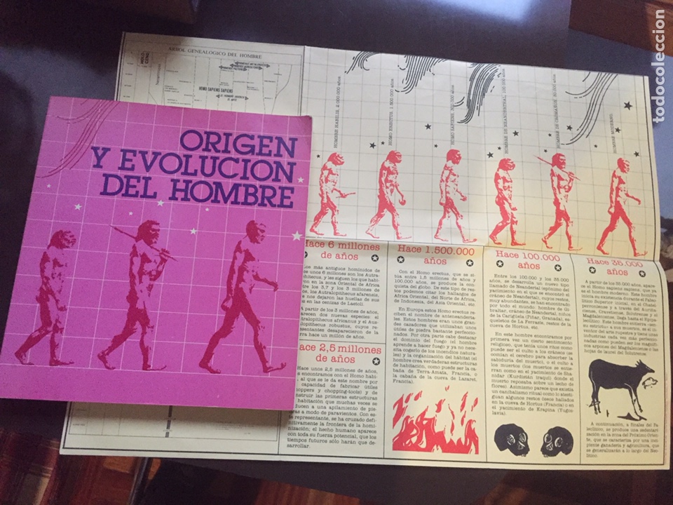 Libros de segunda mano: Origen y Evoluci&oacute;n del Hombre. Catalogo exposici&oacute;n 1984 - Foto 2