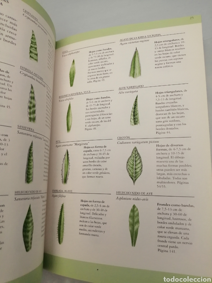Libros de segunda mano: Manual de plantas de interior (Primera edici&oacute;n) - Foto 3