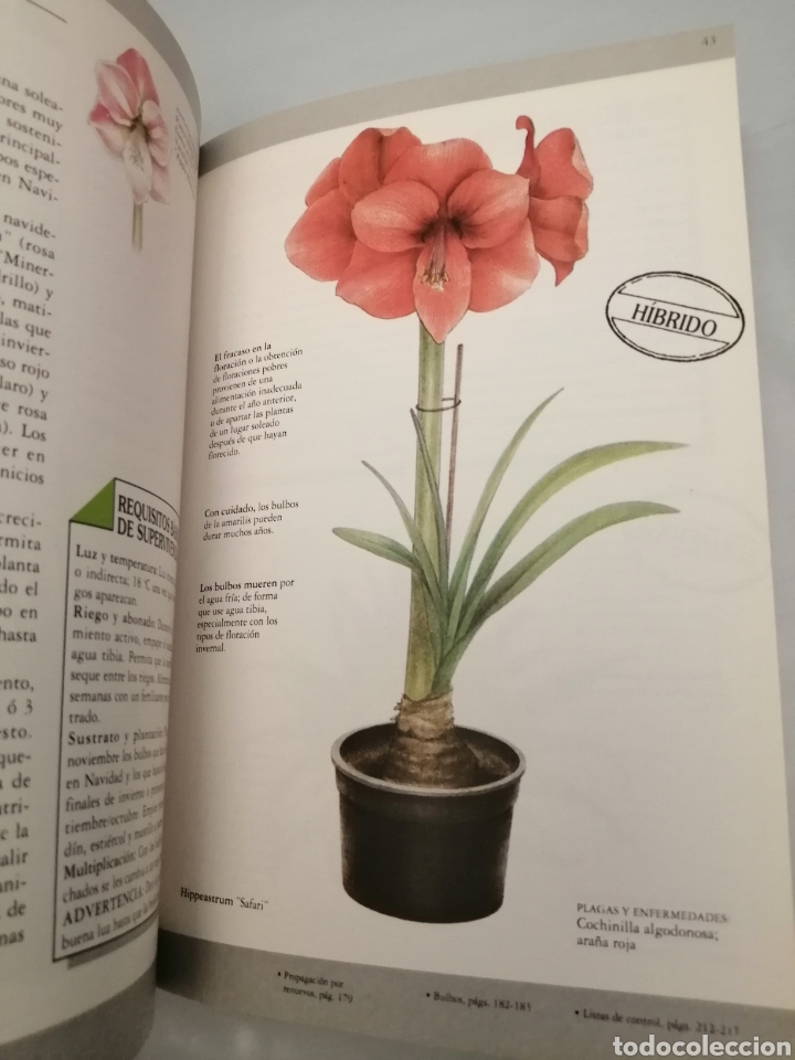 Libros de segunda mano: Manual de plantas de interior (Primera edici&oacute;n) - Foto 4