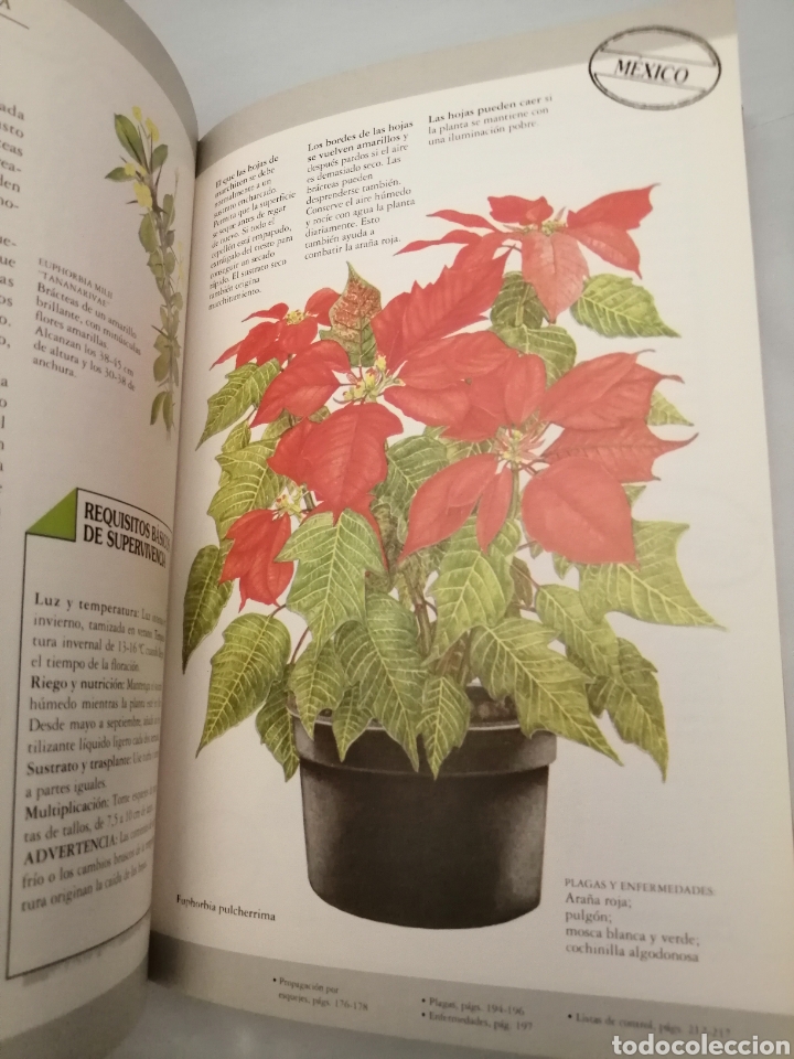 Libros de segunda mano: Manual de plantas de interior (Primera edici&oacute;n) - Foto 5