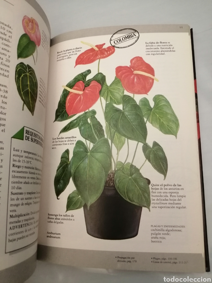 Libros de segunda mano: Manual de plantas de interior (Primera edici&oacute;n) - Foto 6