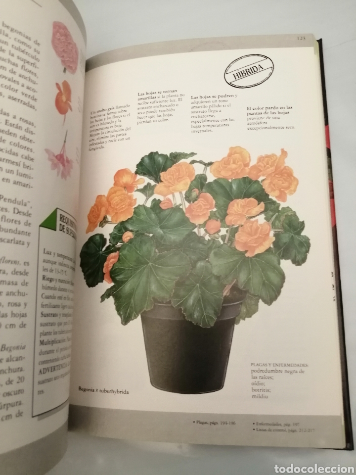 Libros de segunda mano: Manual de plantas de interior (Primera edici&oacute;n) - Foto 7
