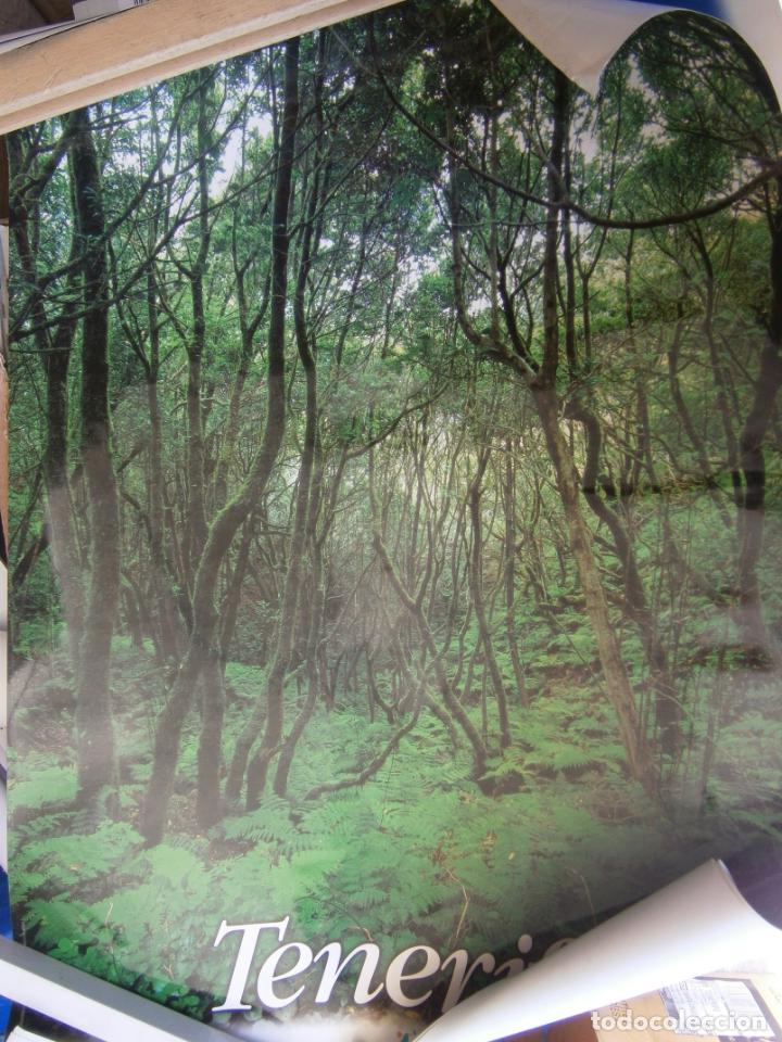 Libros de segunda mano: ANTIGUO POSTER NATURALEZA CANARIA - BOSQUES - Foto 1