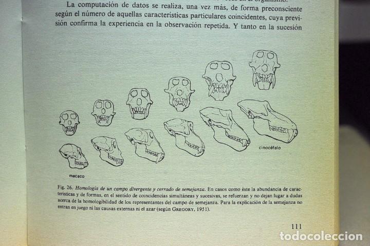Libros de segunda mano: Biolog&iacute;a del conocimiento. Los fundamentos de la raz&oacute;n. Rupert Riedl - Foto 3