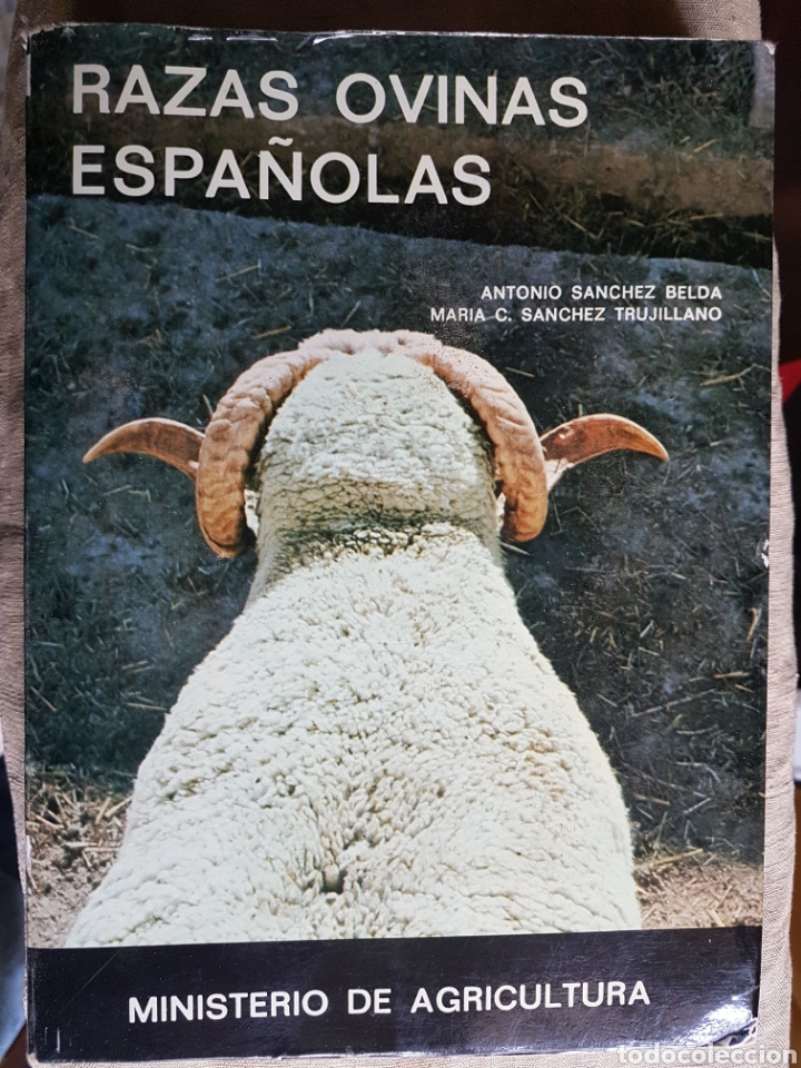 Libros de segunda mano: Gran libro razas ovinas espa&ntilde;olas 1979 - Foto 1