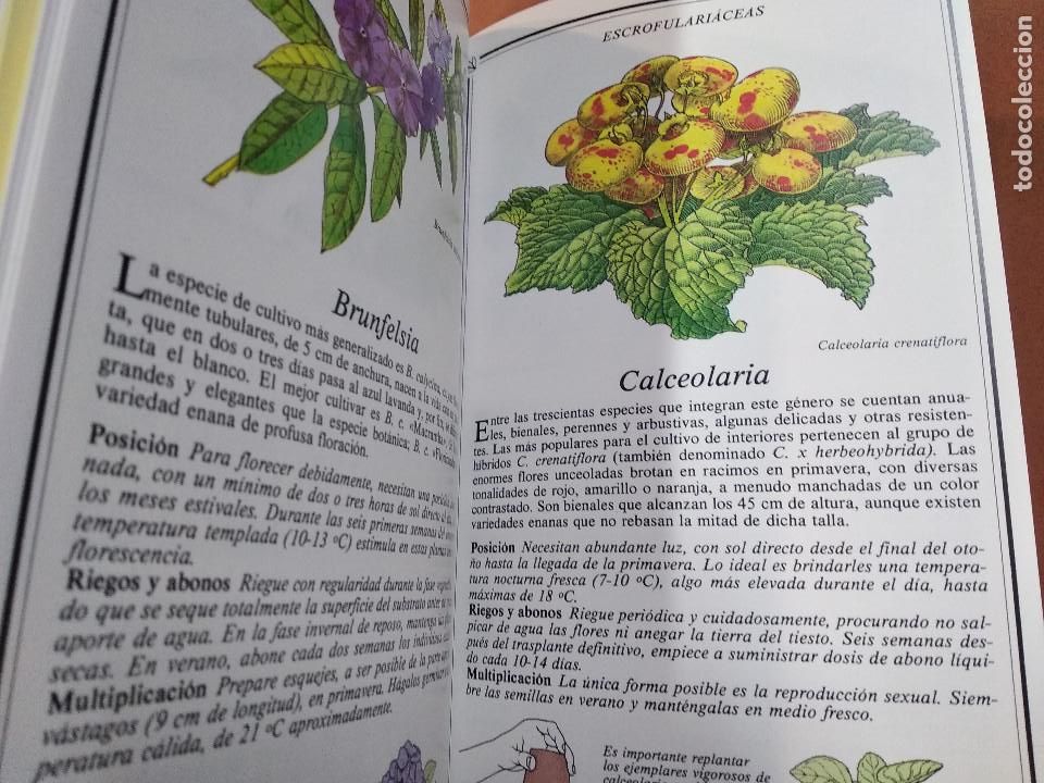 Libros de segunda mano: plantas de interior - kenneth beckett - JDB - Foto 2