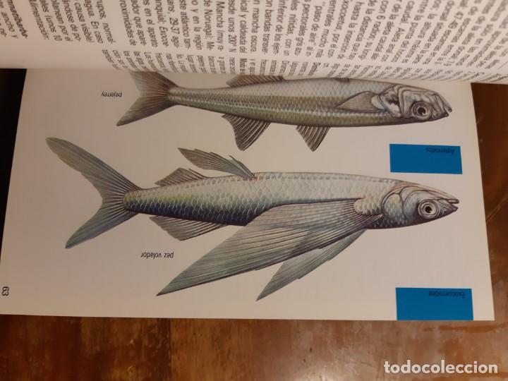 Libros de segunda mano: Peces de mar Blume - Foto 2