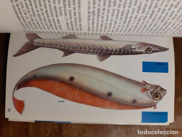 Libros de segunda mano: Peces de mar Blume - Foto 3